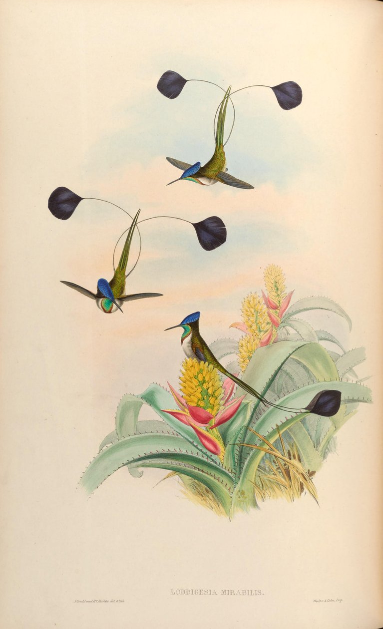 Loddigesia mirabilis door John Gould