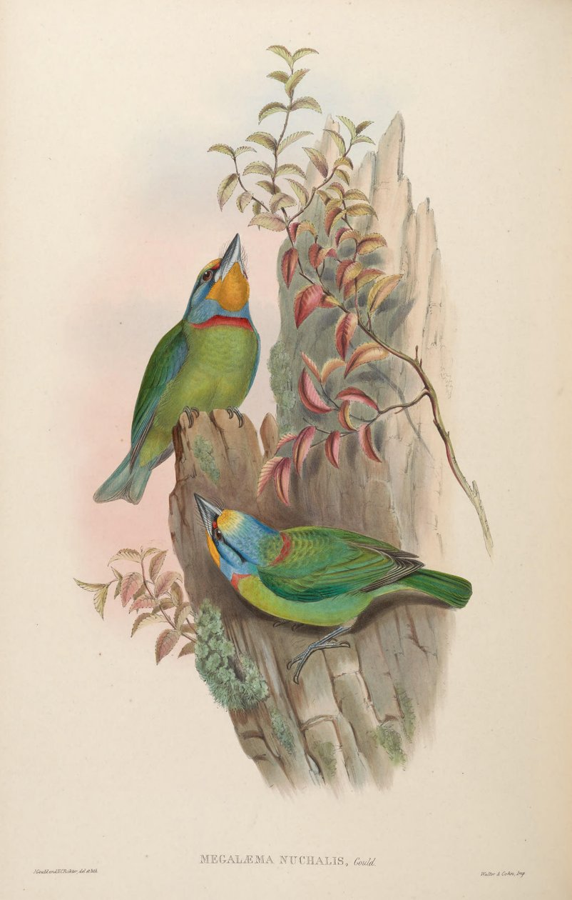 Megalaema nuchalis = Megalaima nuchalis door John Gould