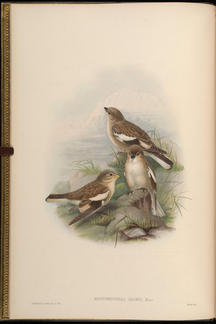 Montifringilla adamsi door John Gould
