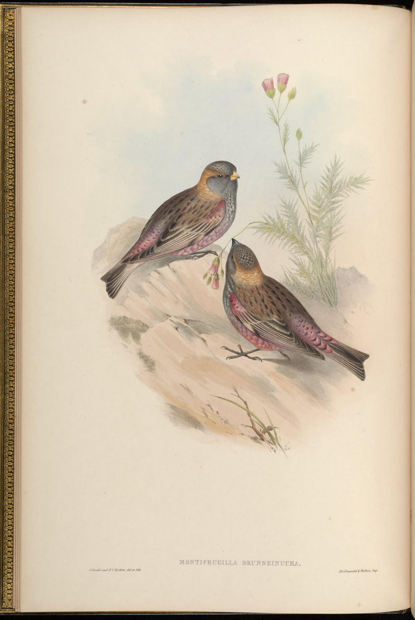 Montifringilla brunneinucha = Leucosticte brunneinucha = Leucosticte arctoa brunneinucha door John Gould