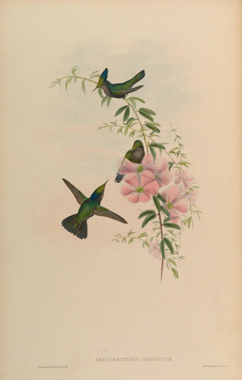 Orthorhynchus cristatus door John Gould