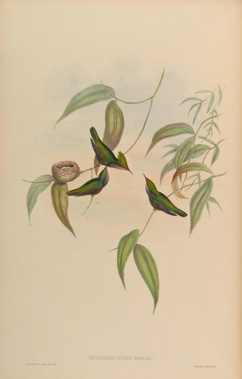 Orthorhynchus exilis = Orthorhynchus cristatus exilis door John Gould