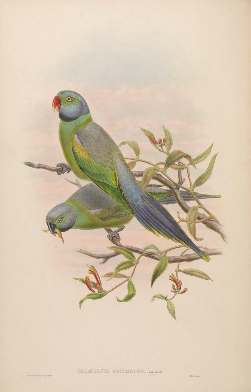 Palaeornis calthropae = Psittacula calthropae door John Gould