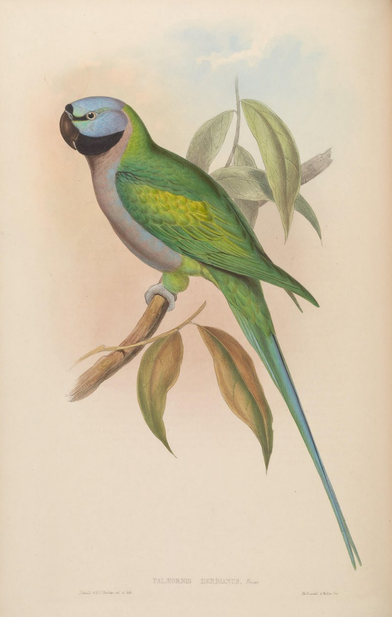 Palaeornis derbianus = Psittacula derbiana door John Gould