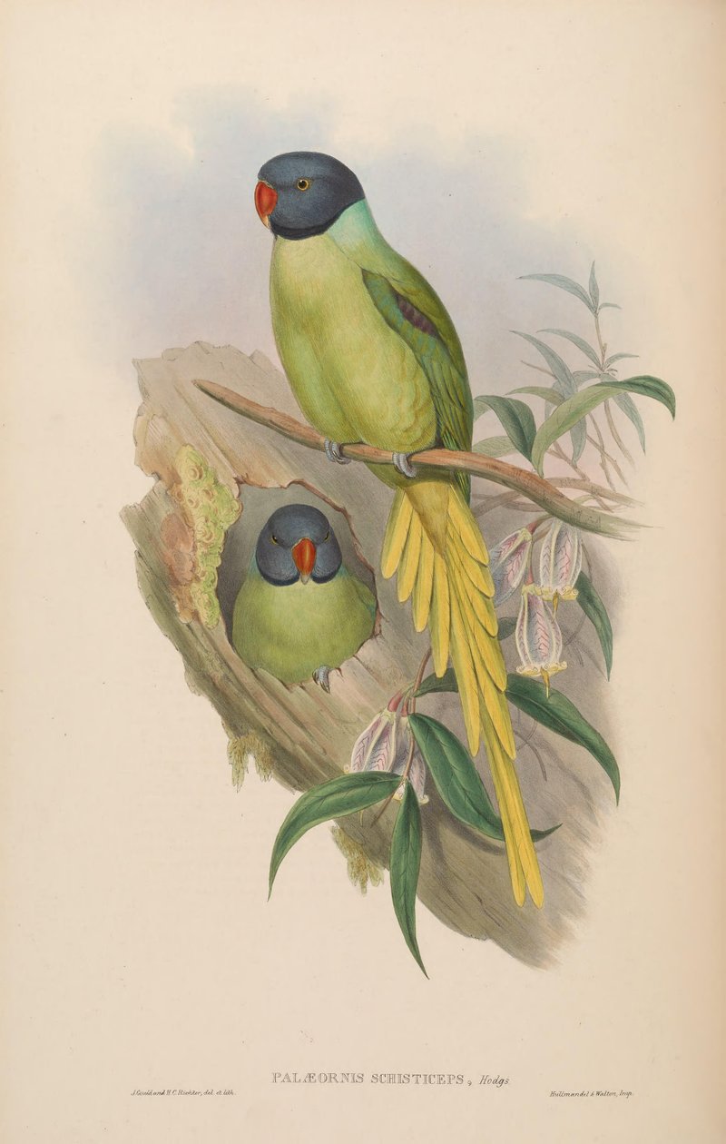 Palaeornis schisticeps = Psittacula finschii door John Gould