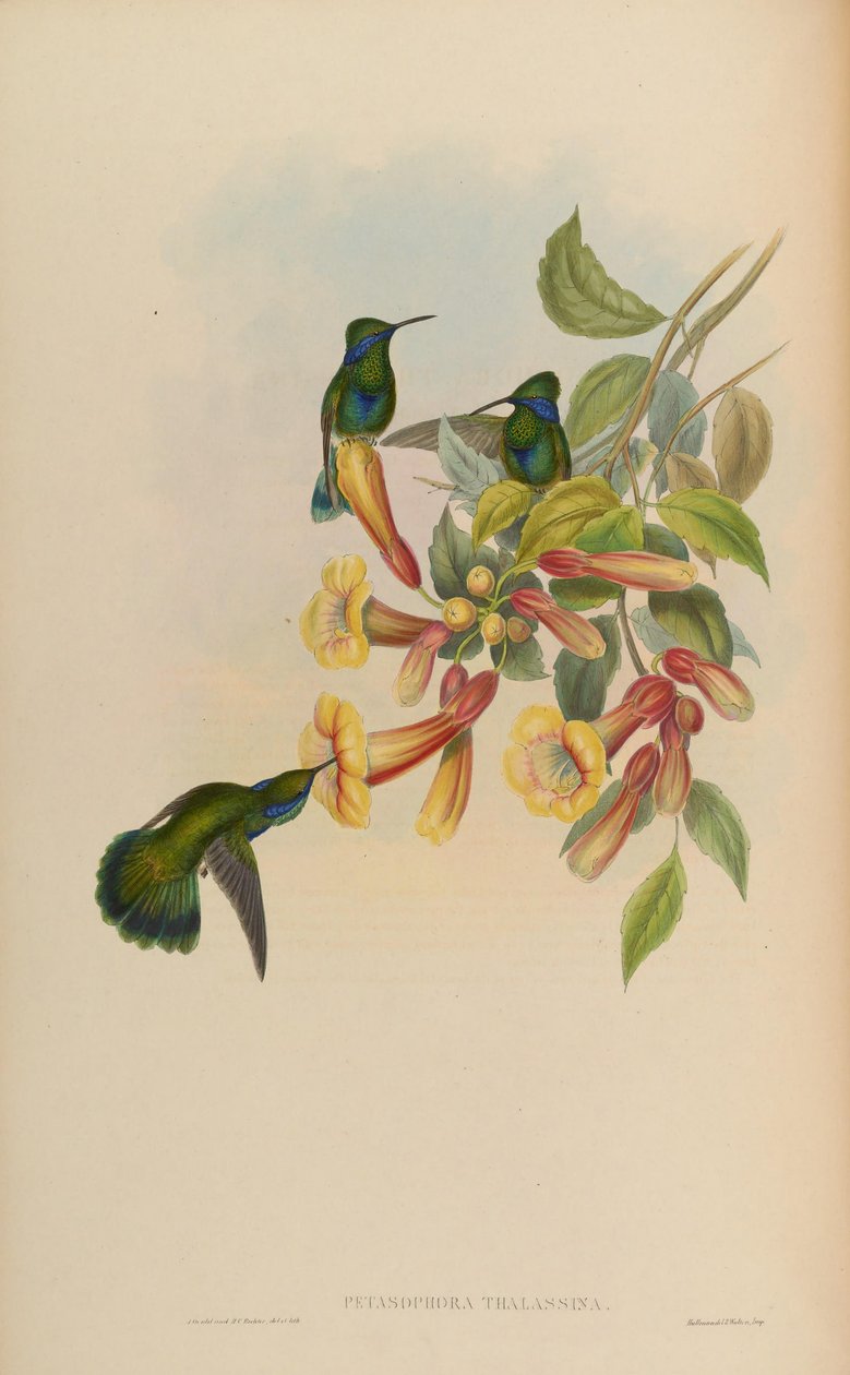 Petasophora thalassina = Colibri thalassinus door John Gould