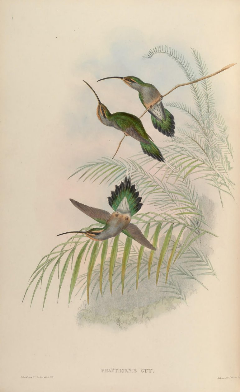 Phaethornis guy door John Gould