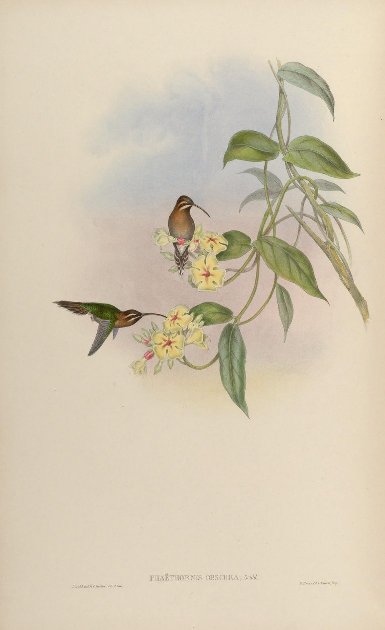 Phaethornis obscura = Phaethornis idaliae door John Gould