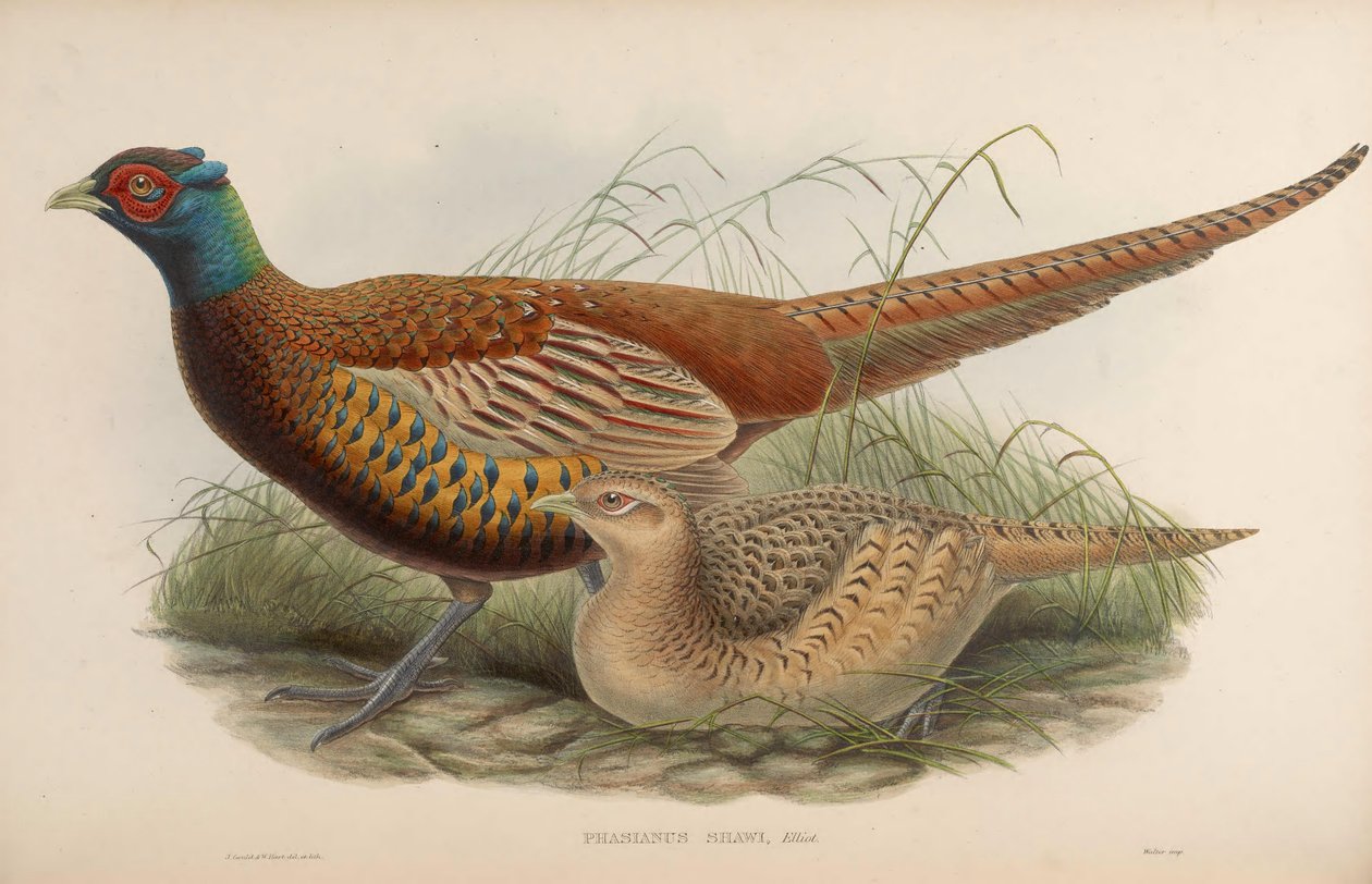 Phasianus shawii = Phasianus colchicus shawii door John Gould