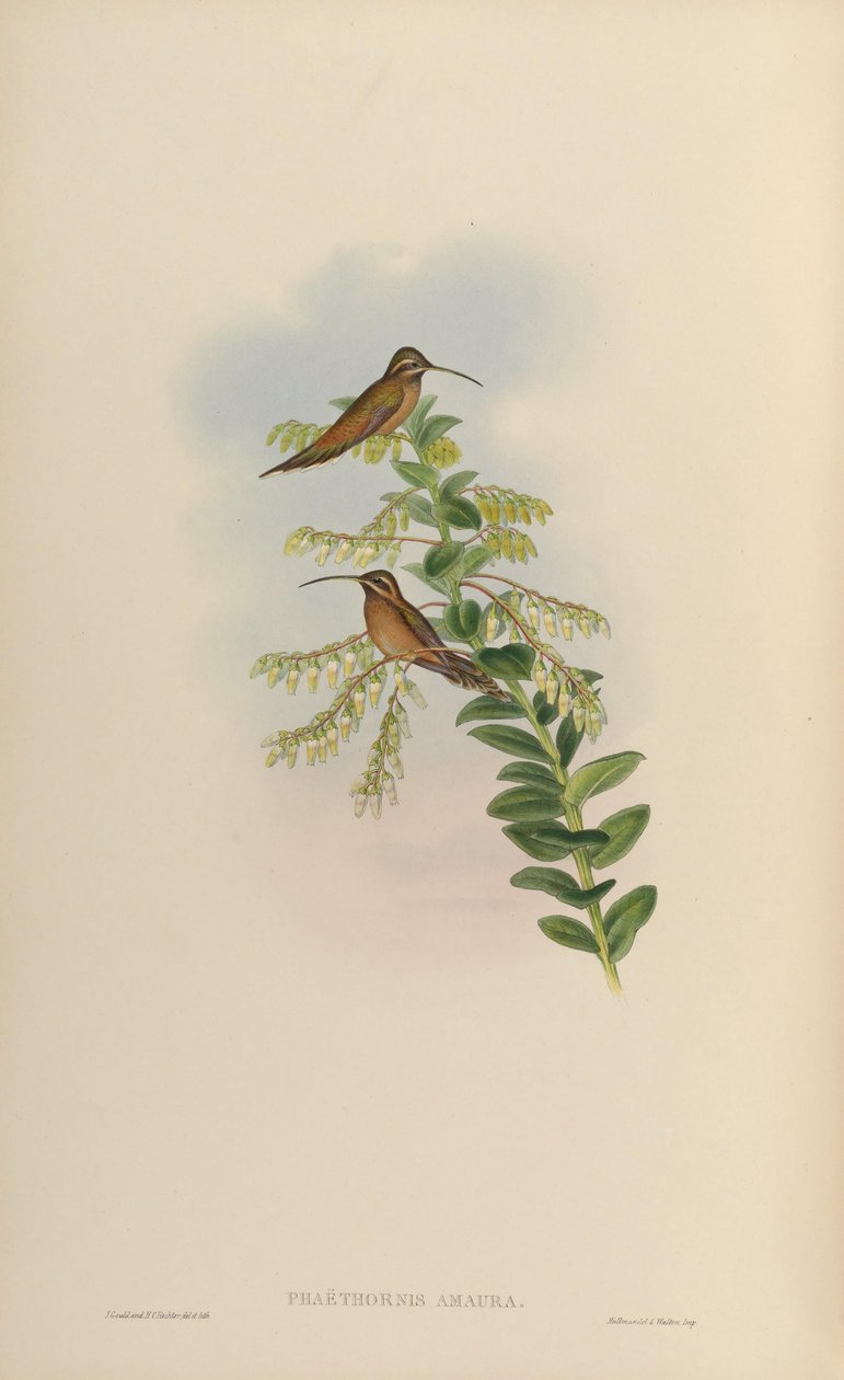 Phaëthornis amaura = Phaethornis striigularis striigularis door John Gould