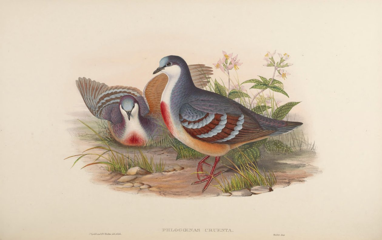 Phlogoenas cruenta = Gallicolumba luzonica door John Gould