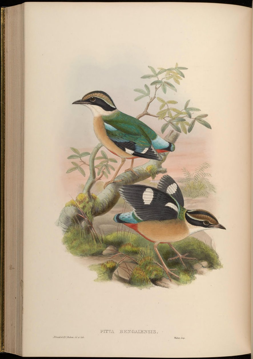 Pitta bengalensis = Pitta brachyura door John Gould