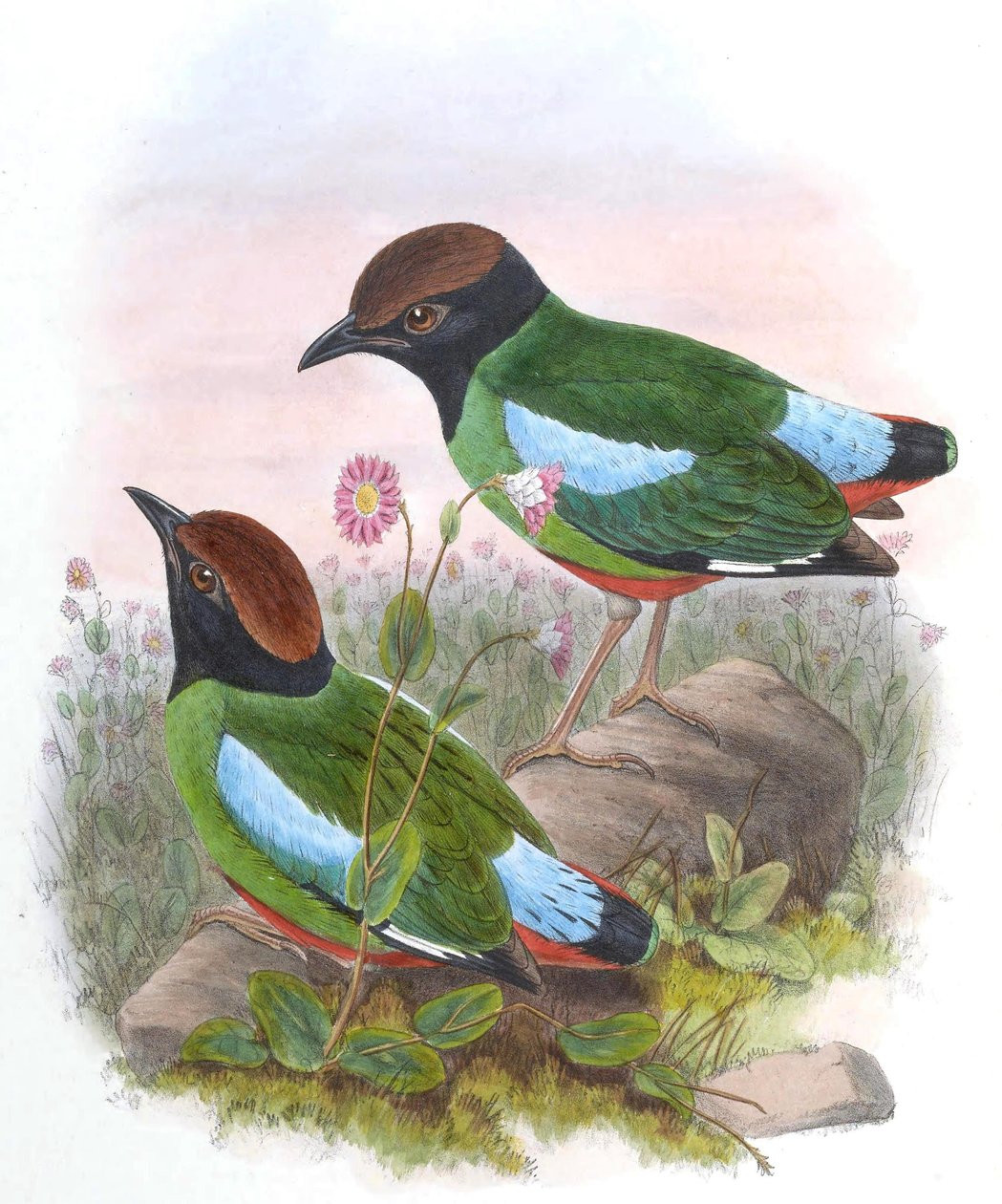 Pitta cucullata = Pitta sordida cucullata door John Gould