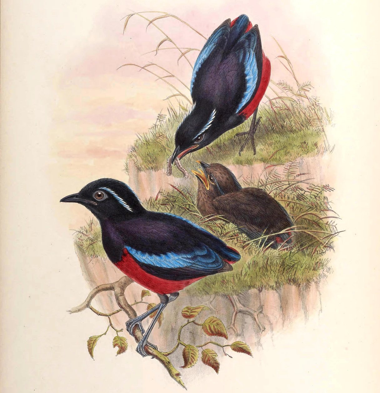 Pitta ussheri = Erythropitta ussheri door John Gould