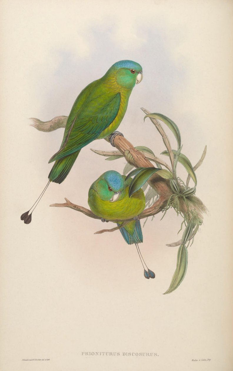 Prioniturus discurus door John Gould