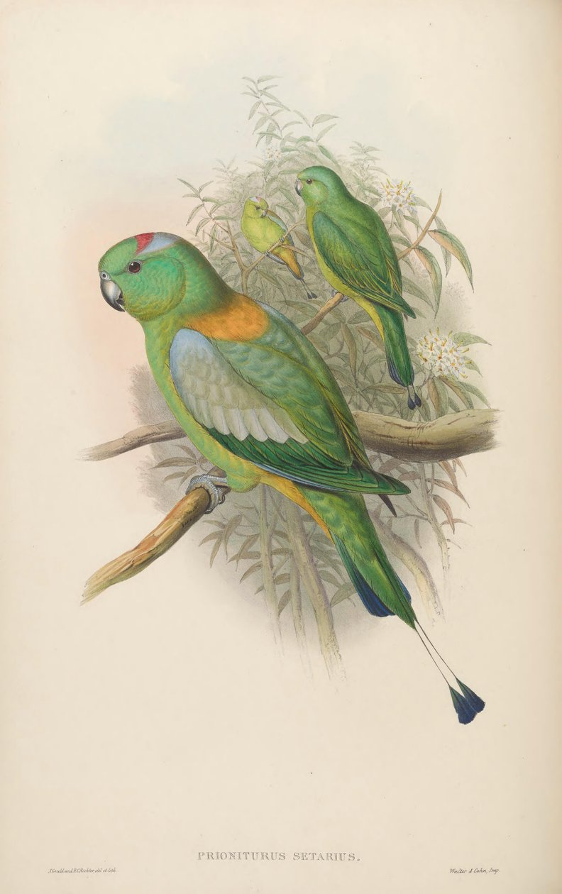 Prioniturus setarius = Prioniturus platurus door John Gould