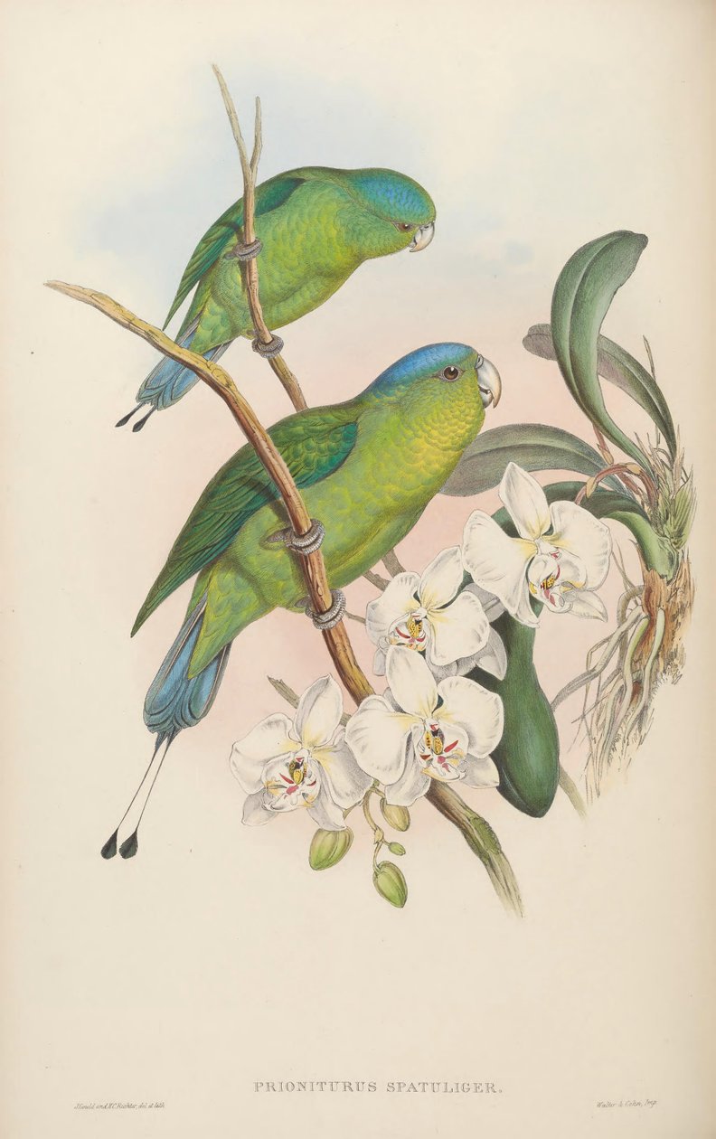 Prioniturus spatuliger = Prioniturus discurus door John Gould