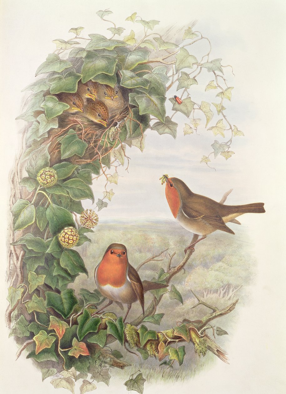 Roodborstje, 1873 door John Gould