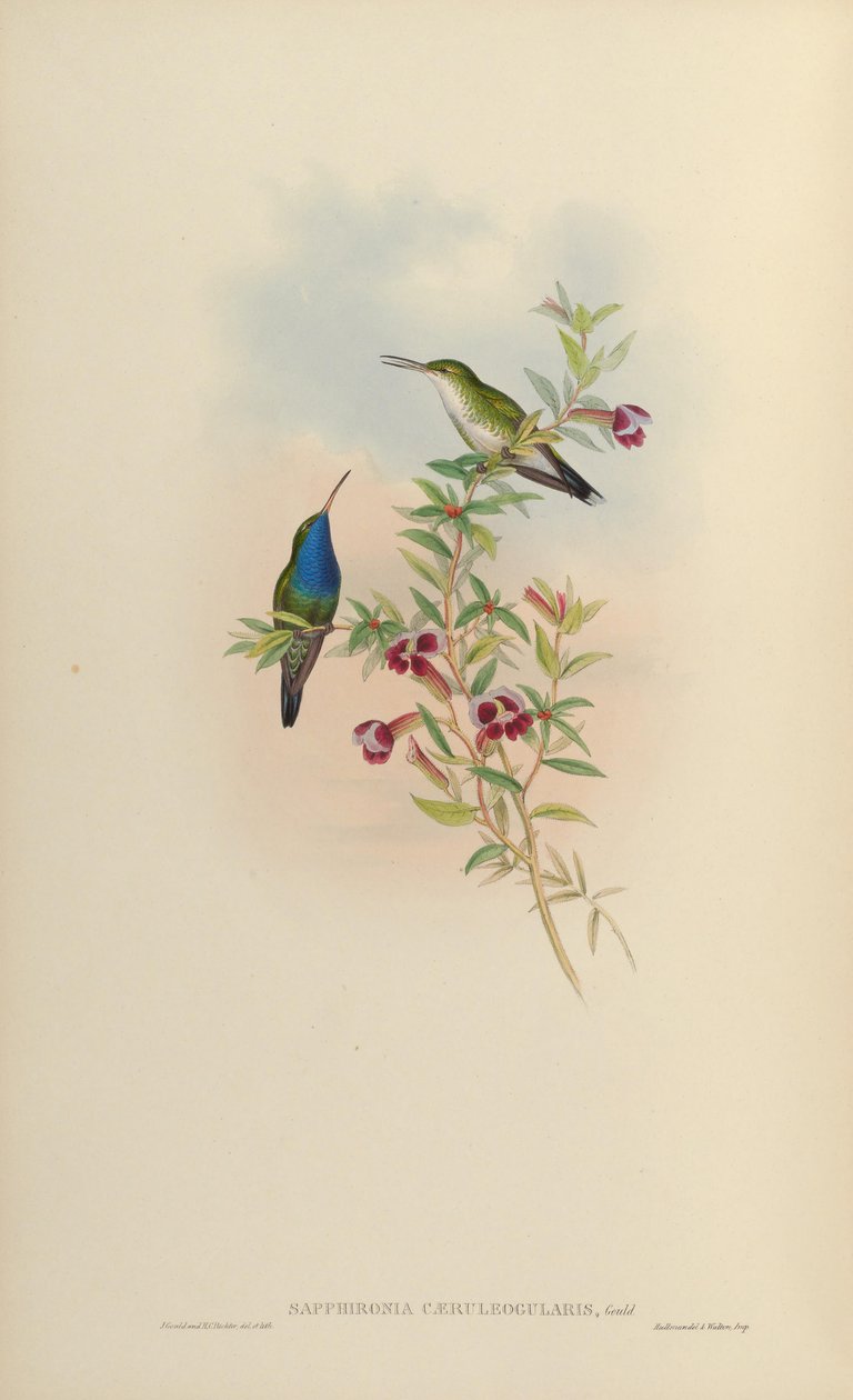 Lepidopyga caeruleogularis door John Gould