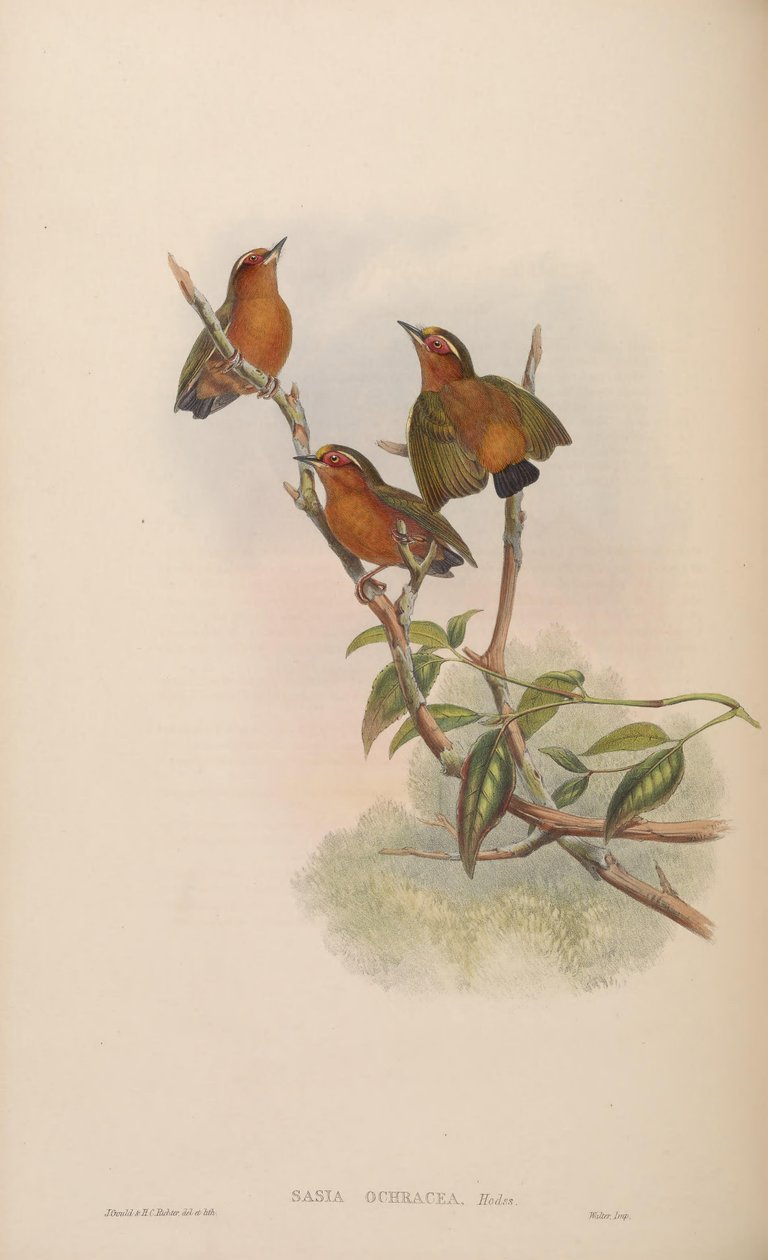 Sasia ochracea door John Gould