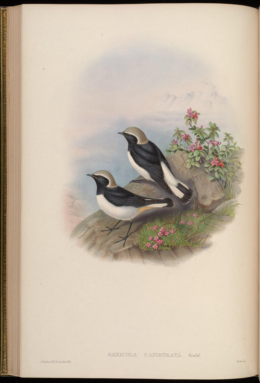 Saxicola capistrata = Oenanthe picata capistrata door John Gould