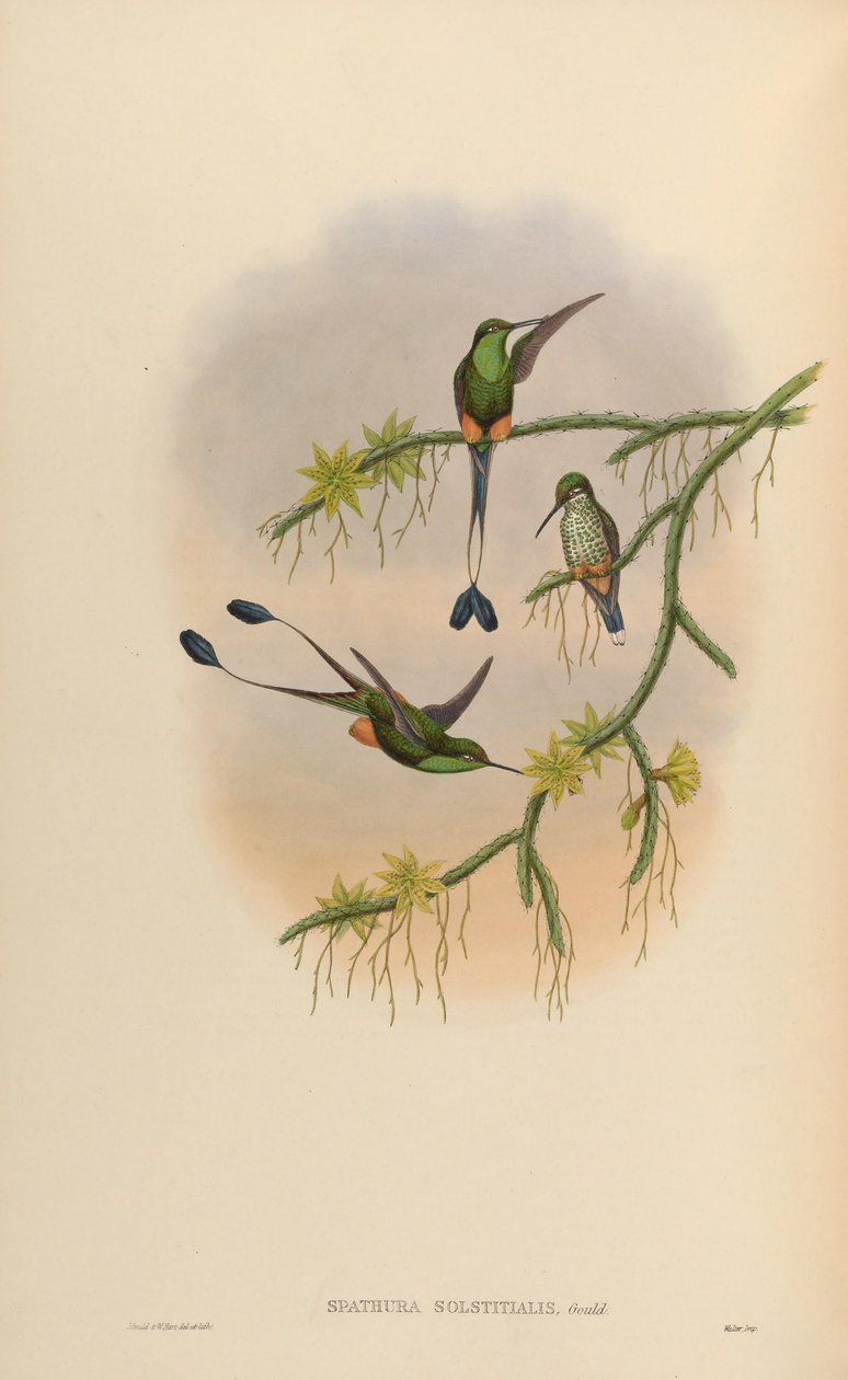Spathura solstitialis = Ocreatus underwoodii door John Gould