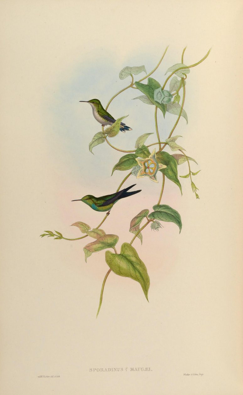 Chlorostilbon maugaeus door John Gould