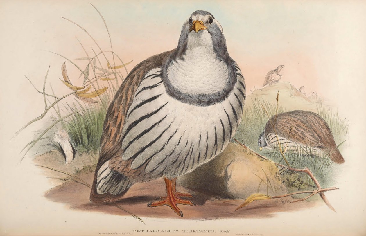 Tetraogallus tibetanus door John Gould