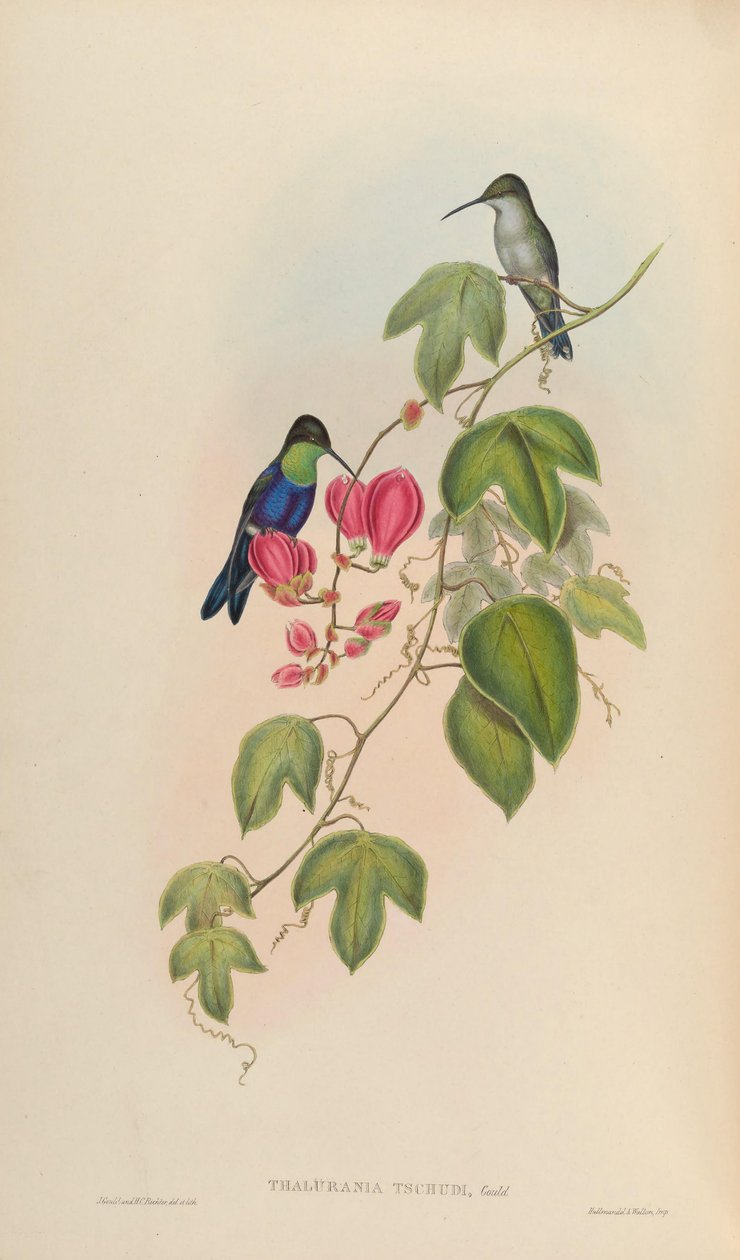 Thalurania tschudii = Thalurania furcata nigrofasciata door John Gould