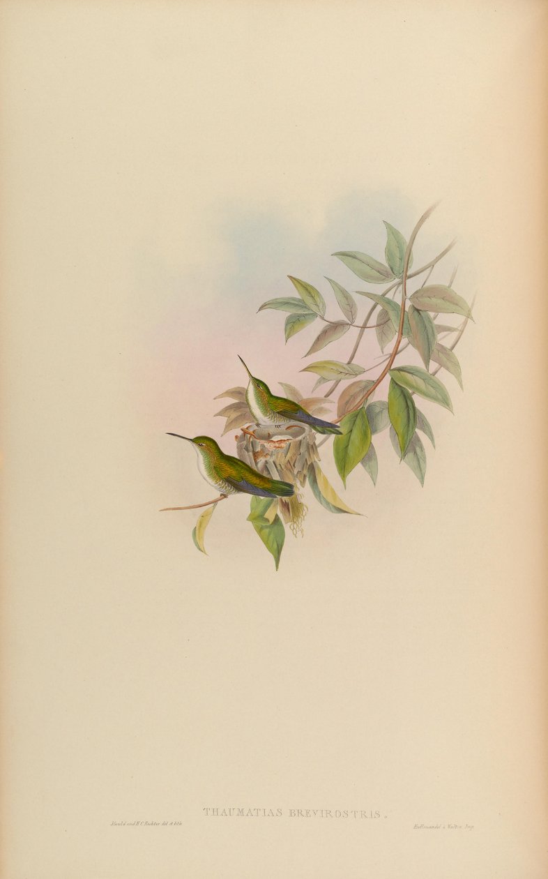 Thaumatias brevirostris door John Gould