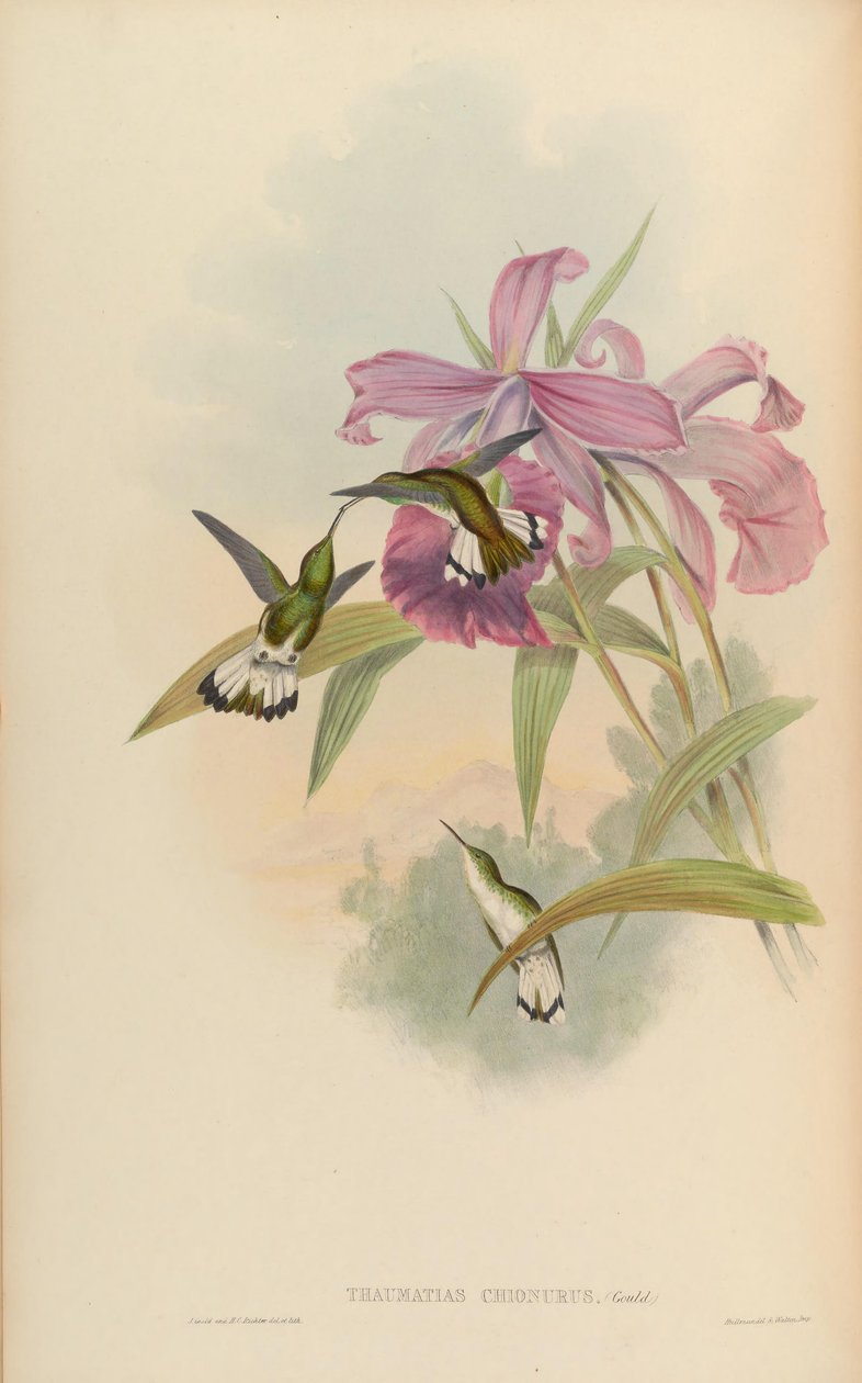 Thaumatias chionurus door John Gould