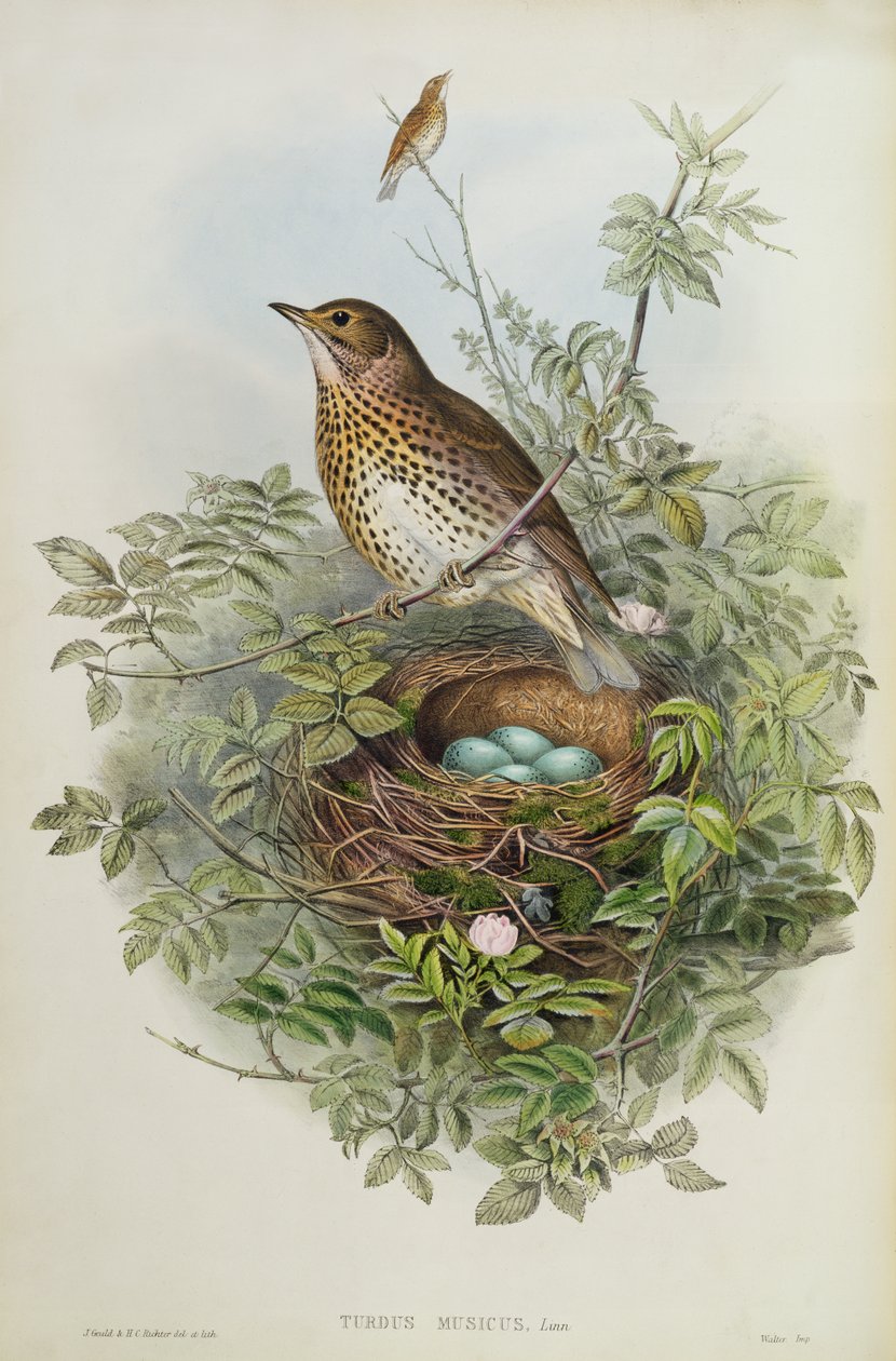Lijster, 1873 door John Gould