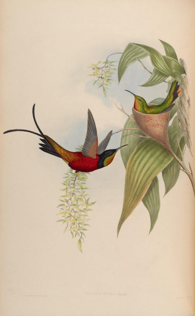 Topaza Pyra door John Gould