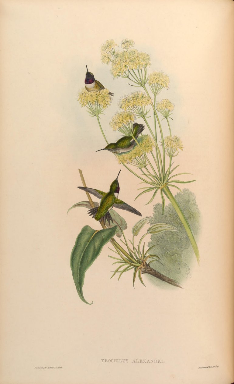 Trochilus alexandri = Archilochus alexandri door John Gould