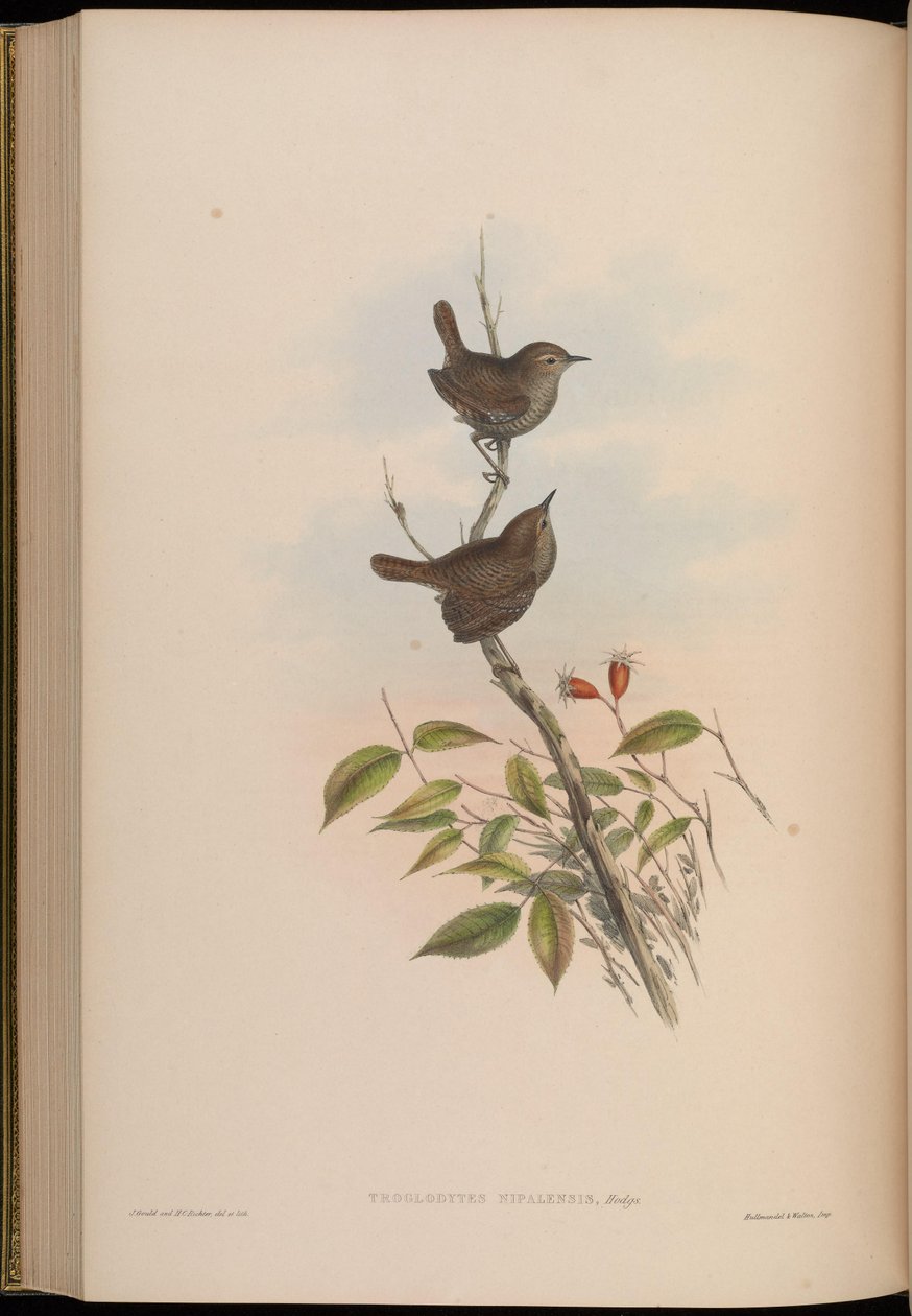Troglodytes nipalensis = Troglodytes troglodytes nipalensis door John Gould
