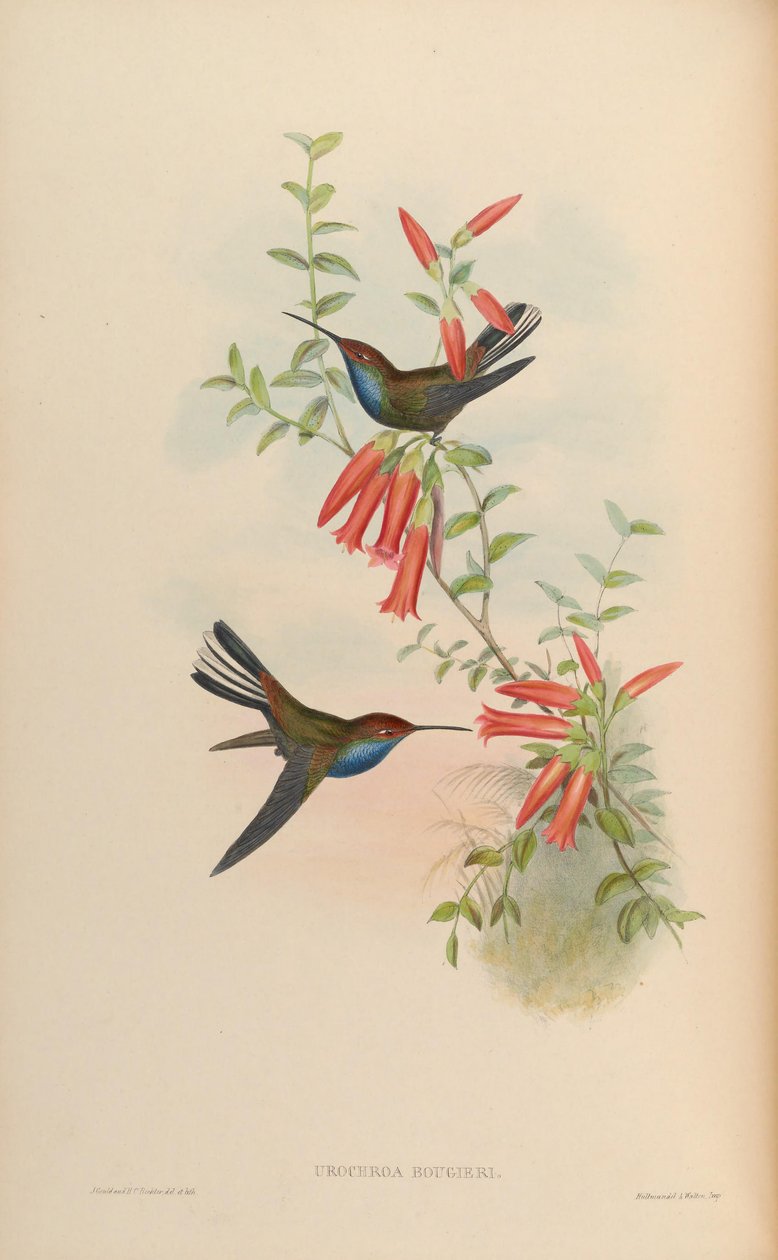 Urochroa bougueri door John Gould