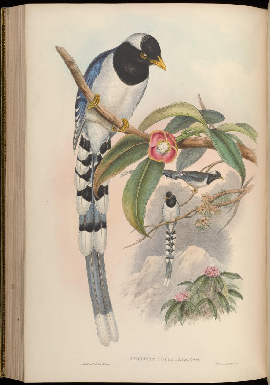 Urocissa cucullata = Urocissa flavirostris cucullata door John Gould