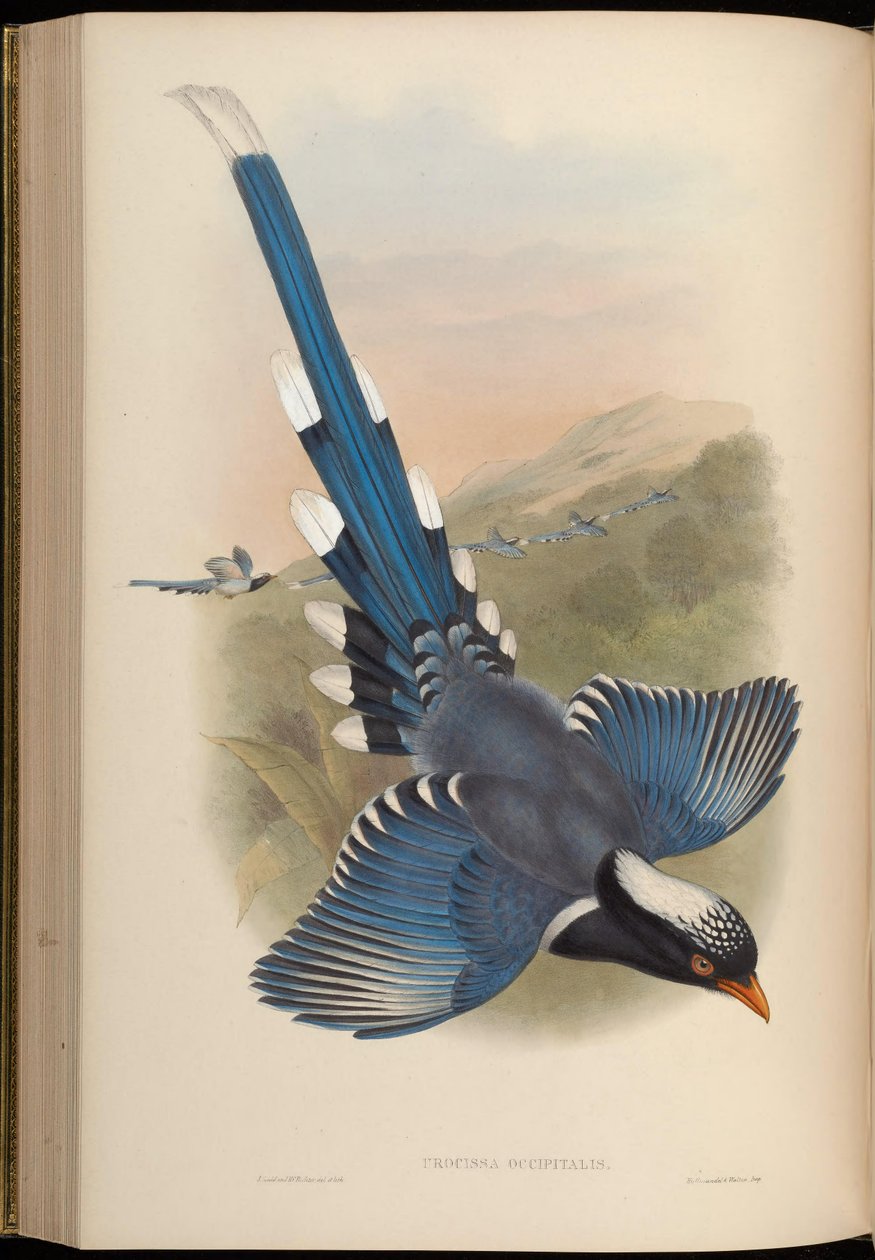 Urocissa occipitalis = Urocissa erythroryncha occipitalis door John Gould