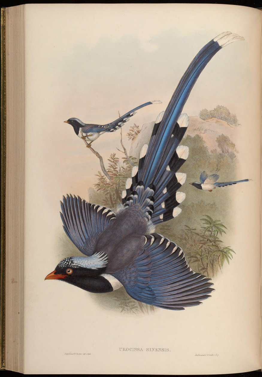 Urocissa sinensis = Urocissa erythrorhyncha door John Gould