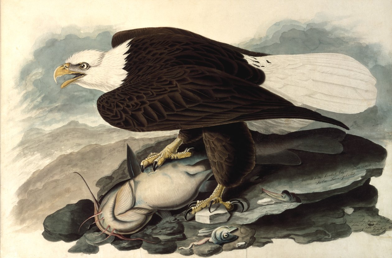 Amerikaanse Zeearend door John James Audubon