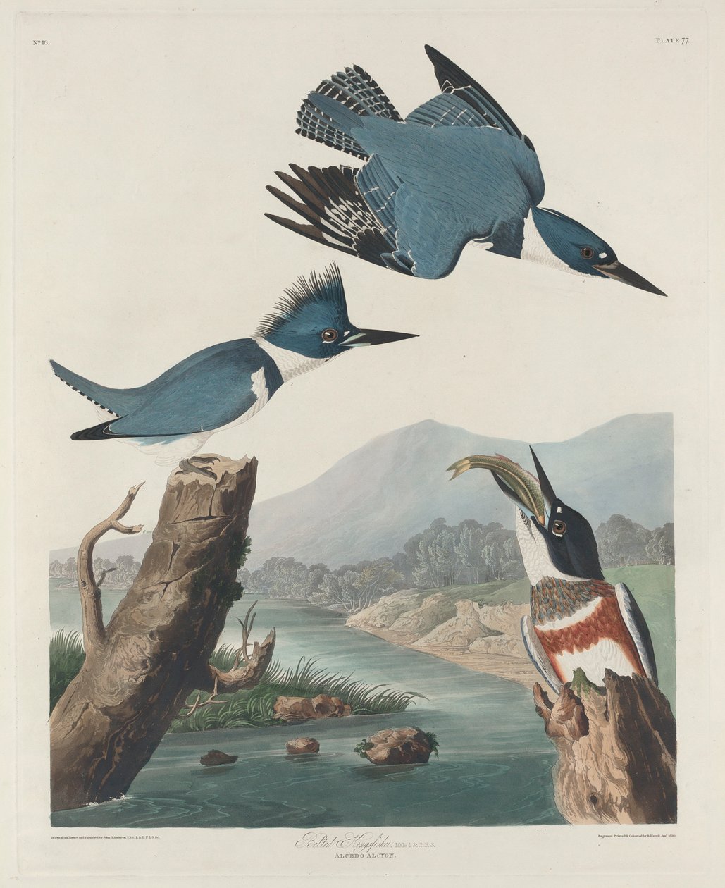 Gordelijster, 1830 door John James Audubon