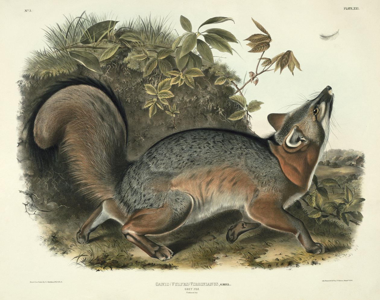 Canis (Vulpes) Virginianus (Grijze Vos), plaat 21 uit 