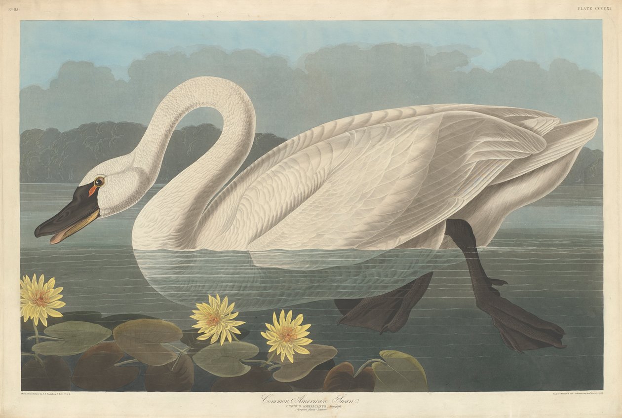 Gewone Amerikaanse Zwaan, 1838 door John James Audubon