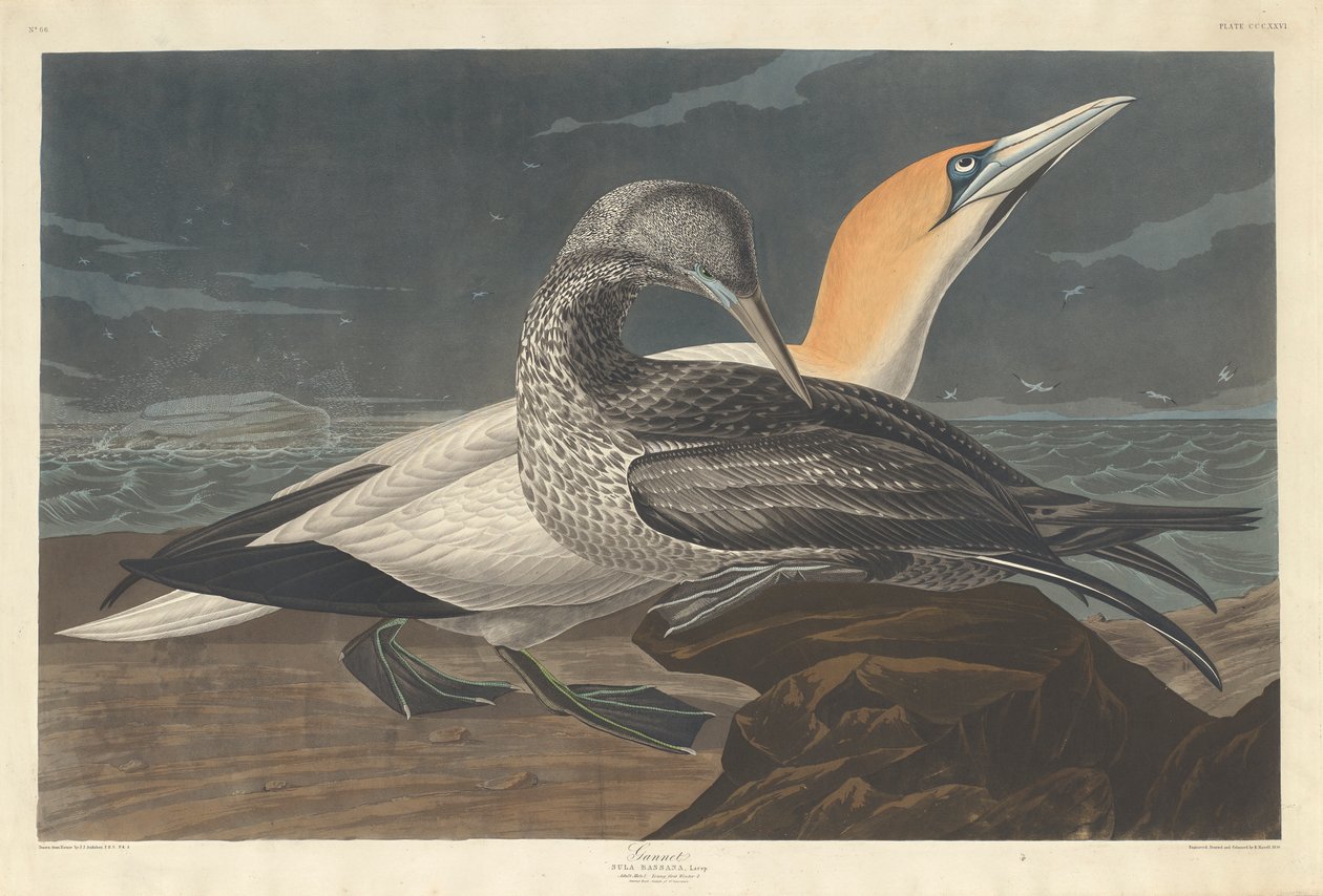 Jan-van-gent, 1836 door John James Audubon