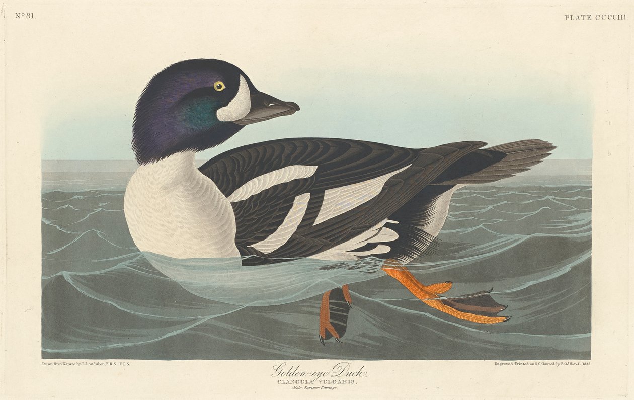 Brilduiker, 1836 door John James Audubon