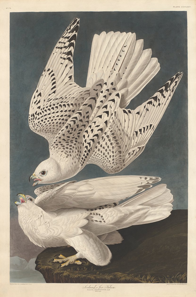 IJslandse of Jer Valk, 1837 door John James Audubon