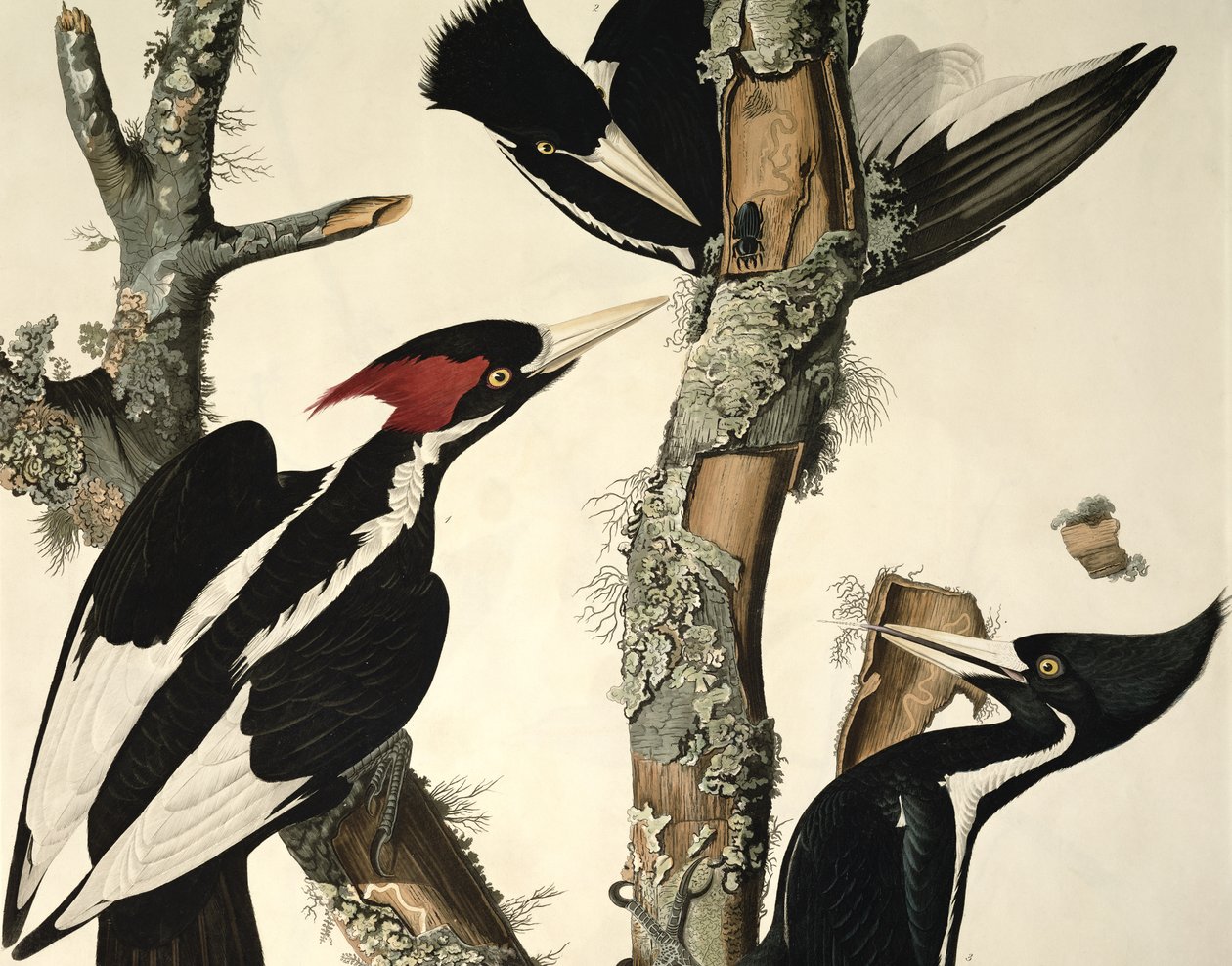 Ivory-billed Specht, uit Birds of America, gegraveerd door Robert Havell (detail) door John James Audubon