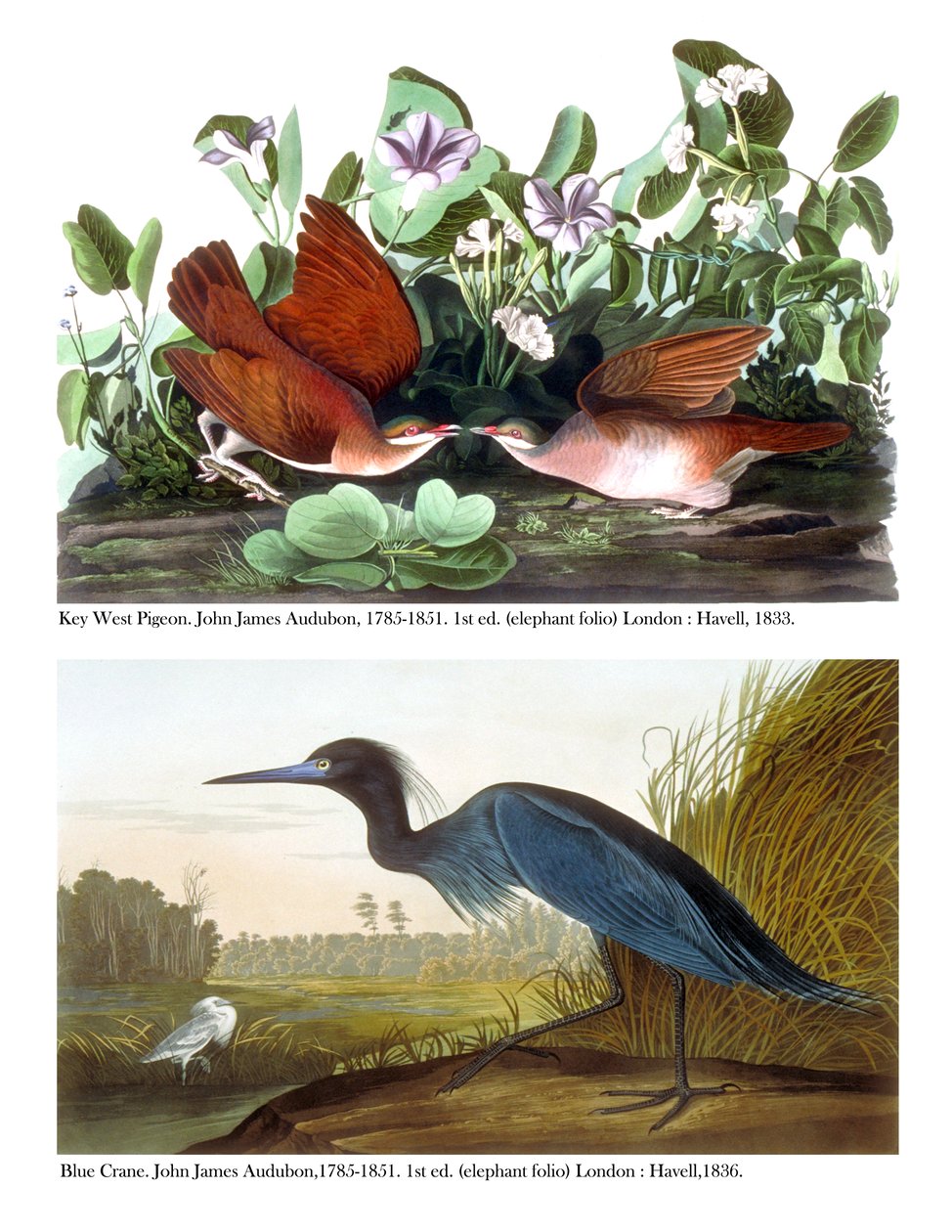 Key West Duif en Blauwe Kraanvogel, c.1833-36 door John James Audubon