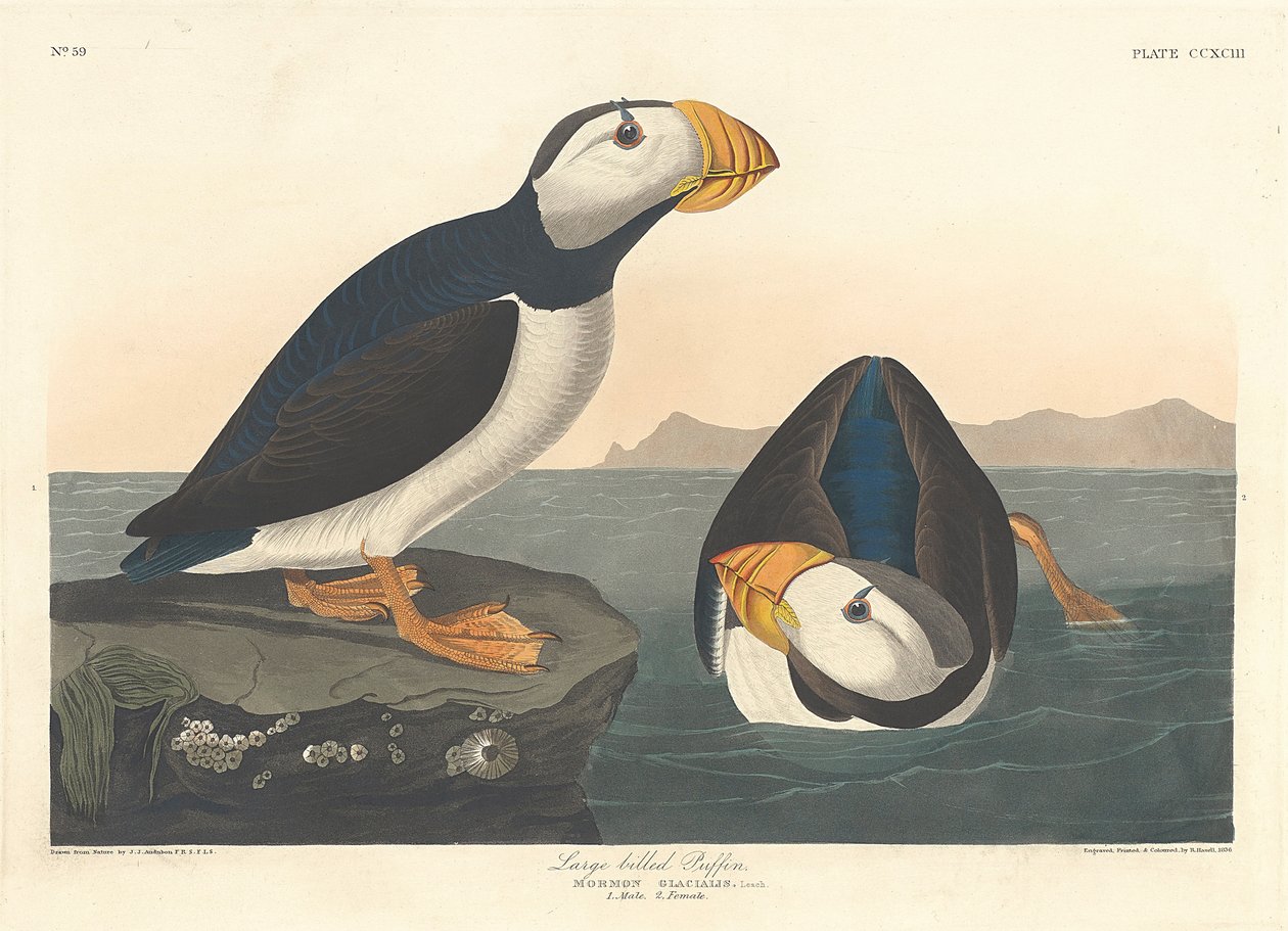 Grote Snip, 1836 door John James Audubon