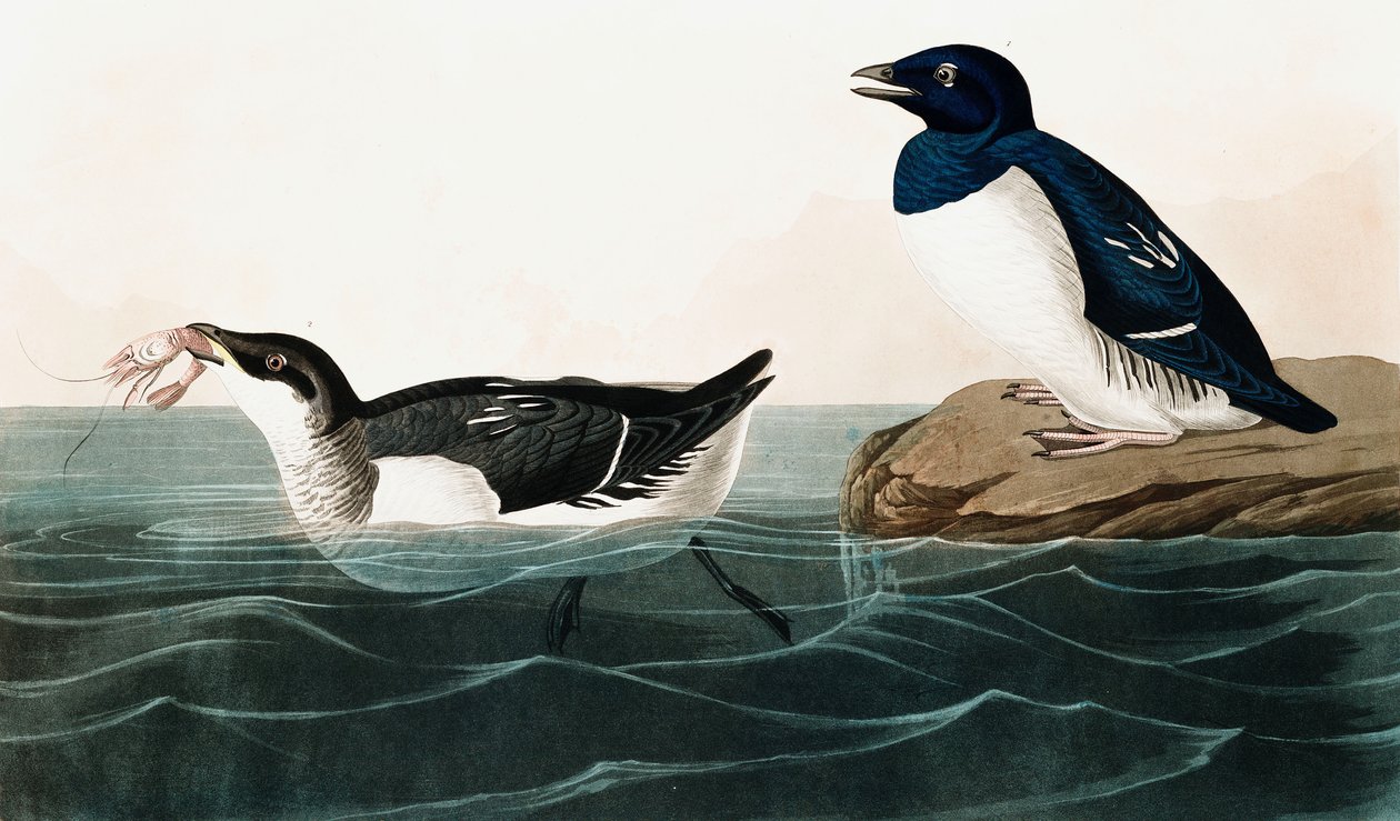 Kleine Alk, Uria Alle, uit The Birds of America door John J. Audubon, pub. 1827-38 door John James Audubon